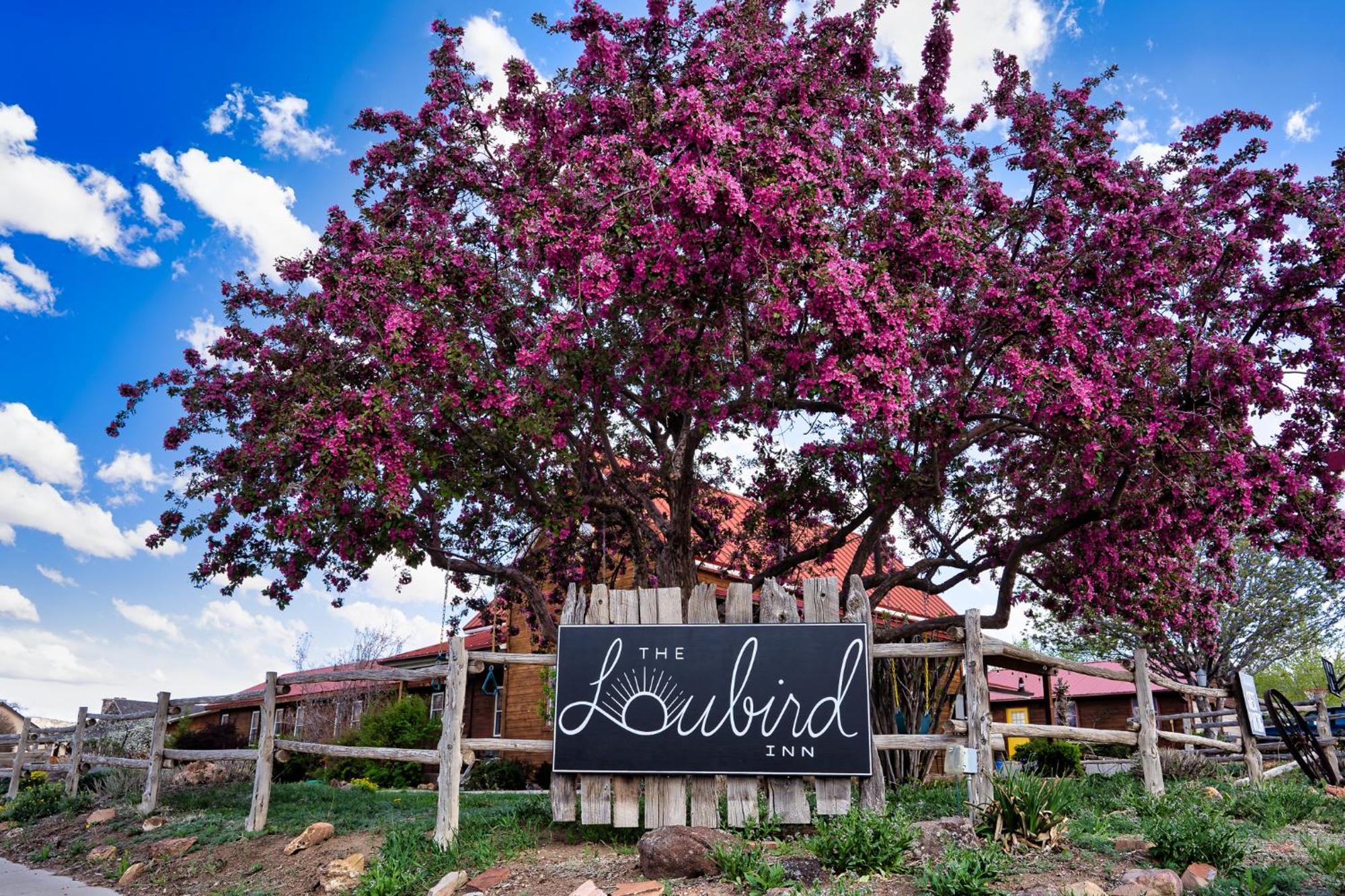 The Loubird Inn Escalante Kültér fotó